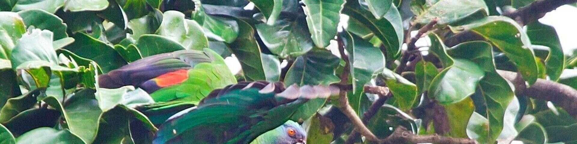 Two Red-necked Amazon parrots got all up in each others' business while feeding in their favorite trees. These parrots are endemic to Dominica, so you won't find them anywhere else. The best way to see them is to hire local birding expert Dr Birdy (Bertrand Jno Baptiste). He knows the best places to find the island's birds, all the way down to the individual branches that Blue-headed Hummingbird like to land on.
