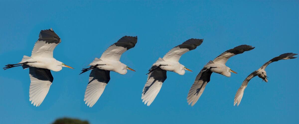 A flock of birds flying in formation against a clear blue sky.