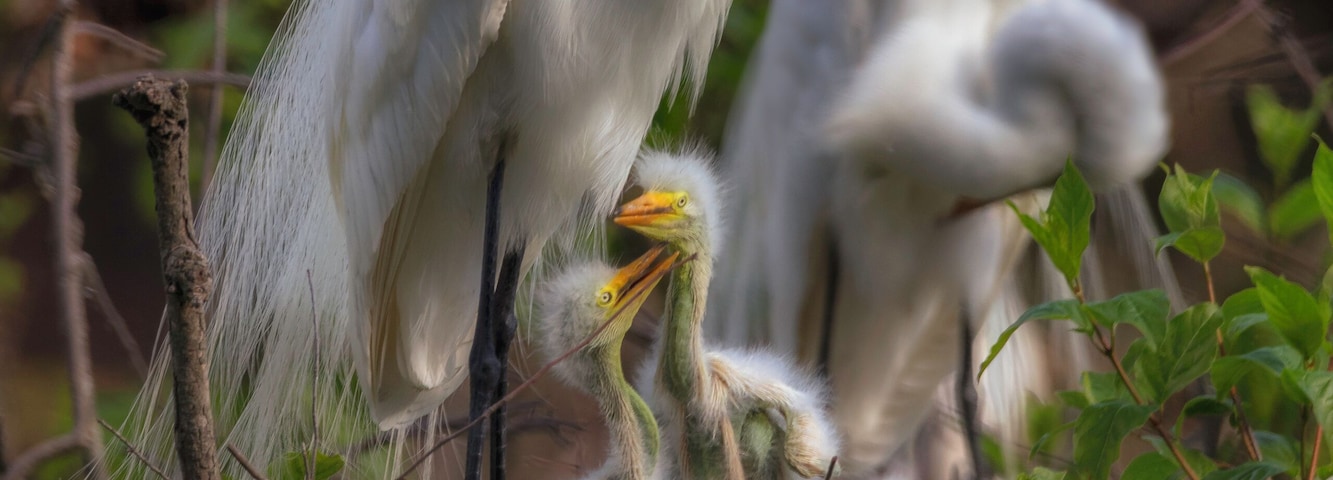 Ein Nest mit zwei weißen Vögeln und einem Jungvogel.