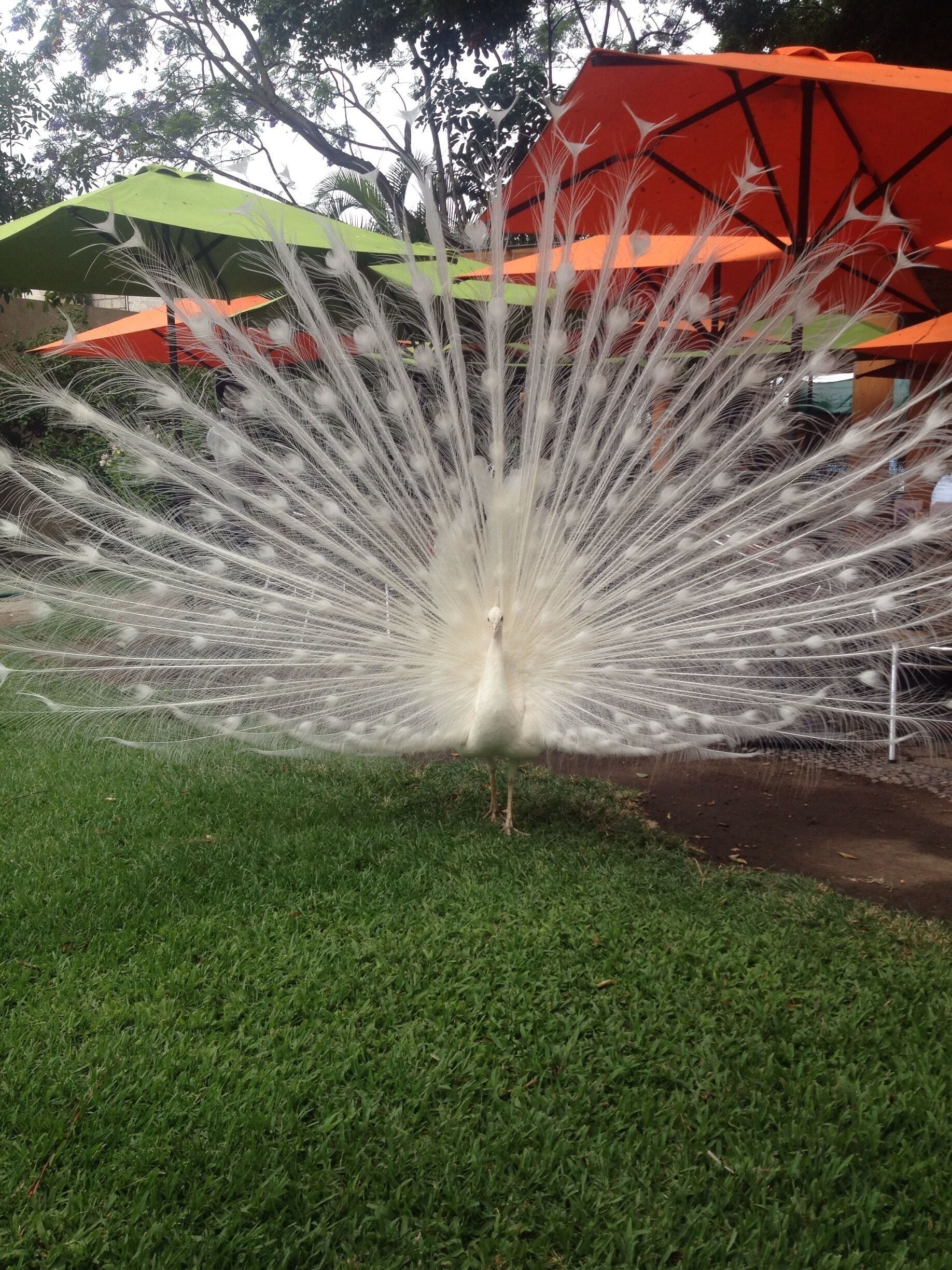 A gorgeous
albino peacock

#localgem #fauna 