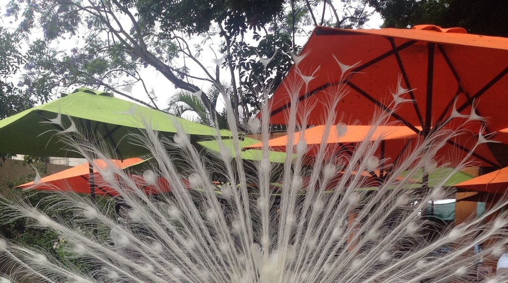A gorgeous
albino peacock
#localgem #fauna