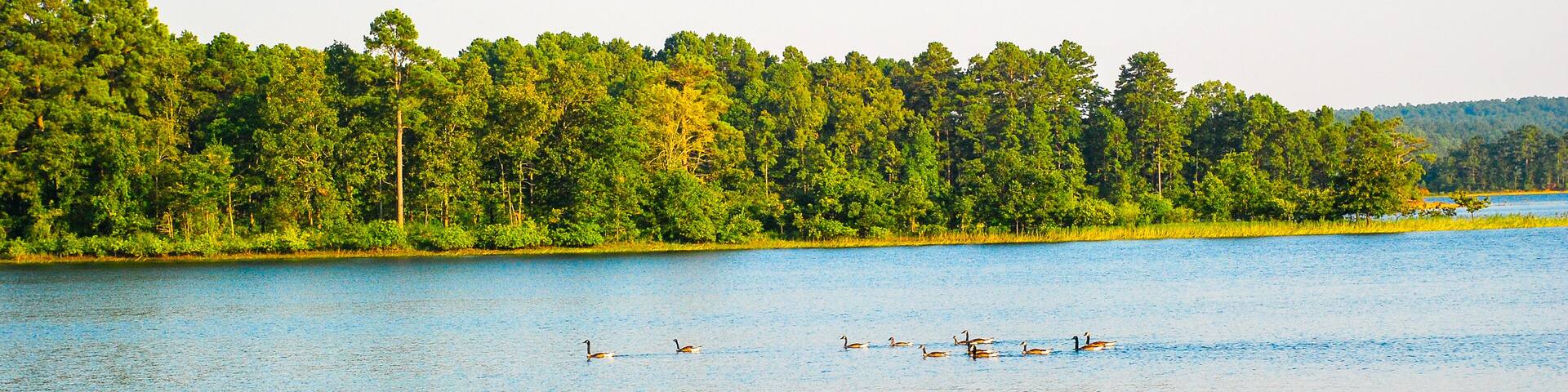 A calm lake with ducks swimming, surrounded by dense green trees.