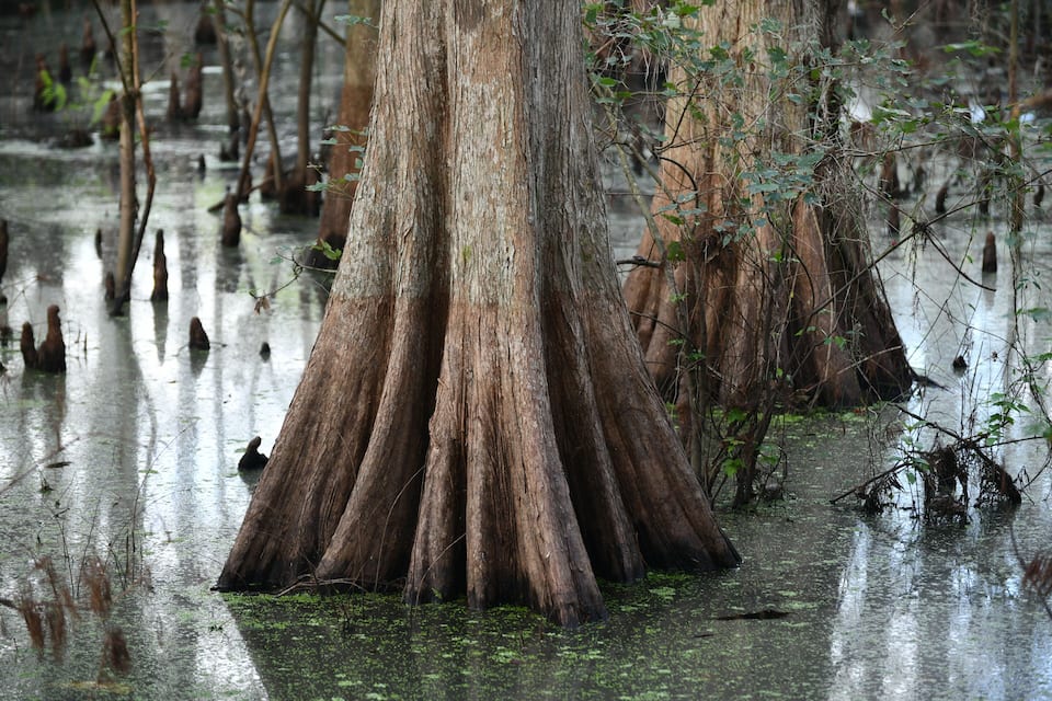 Een moeras met grote bomen en water.
