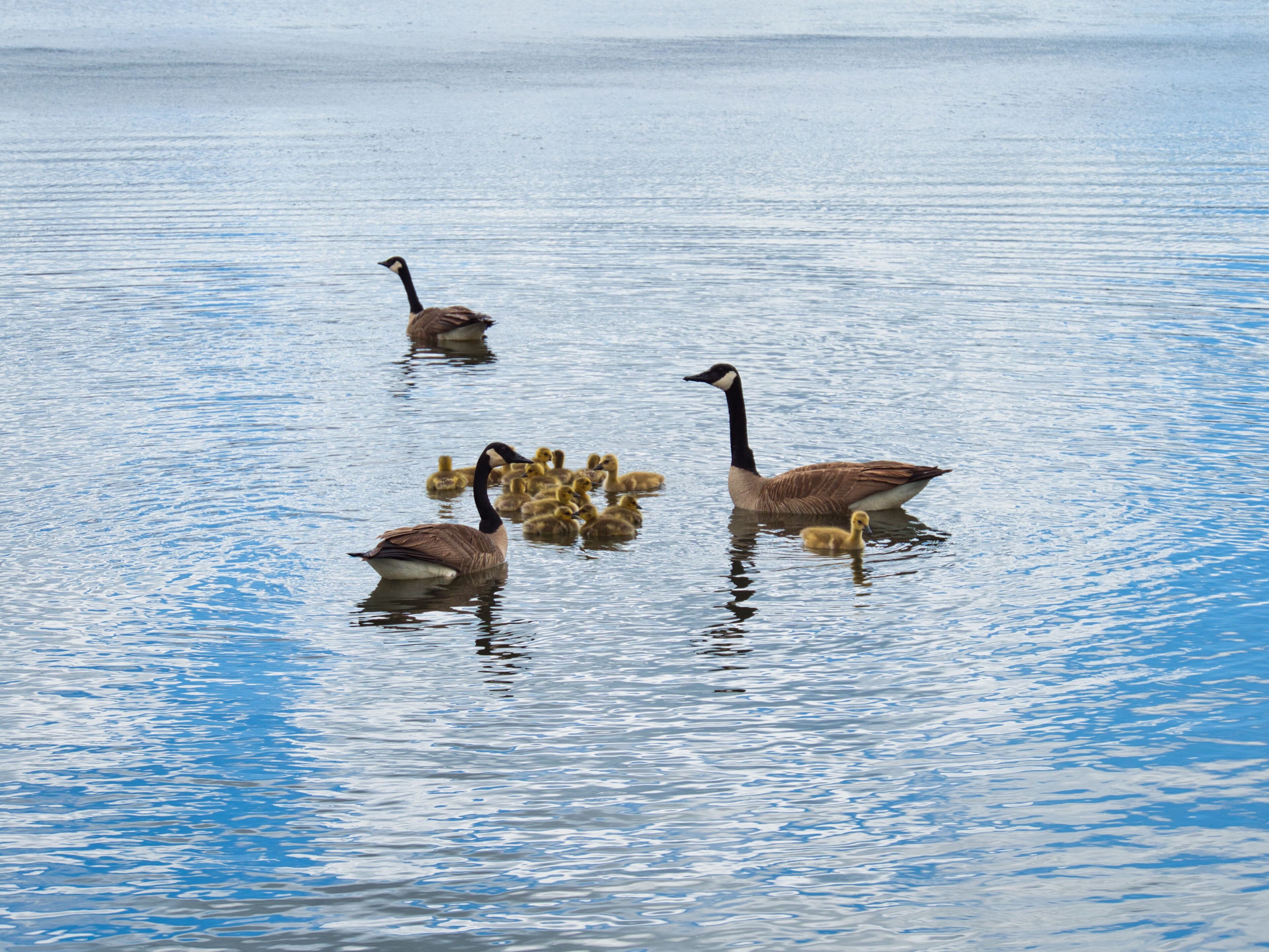 Group of Canadian geese and goslings swimming in the lake at Evergy Wetlands in Gardner, Kansas