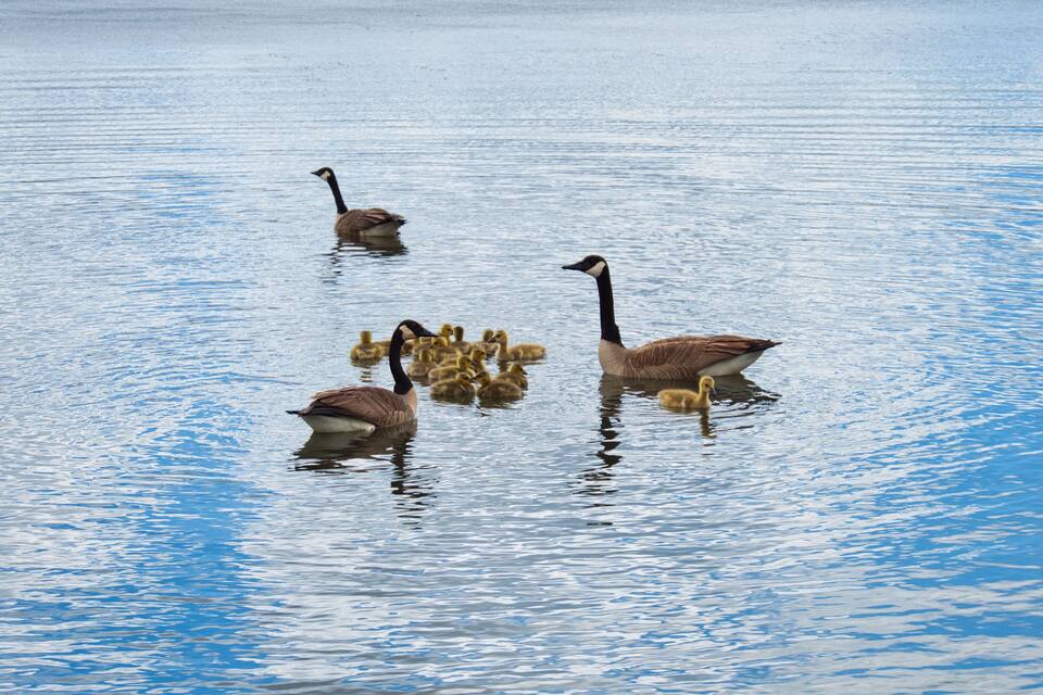 A group of geese swimming in a calm body of water.