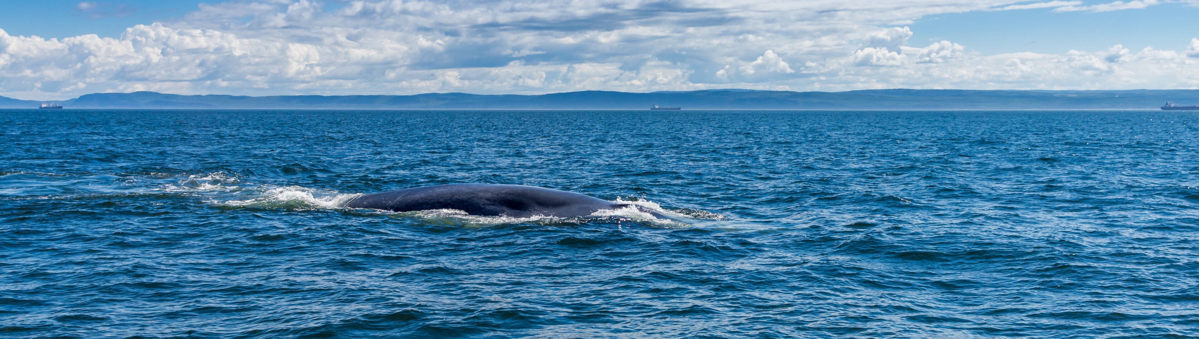baleine bleue