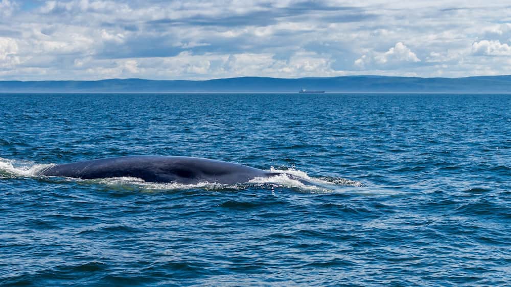A whale breaching the ocean surface.