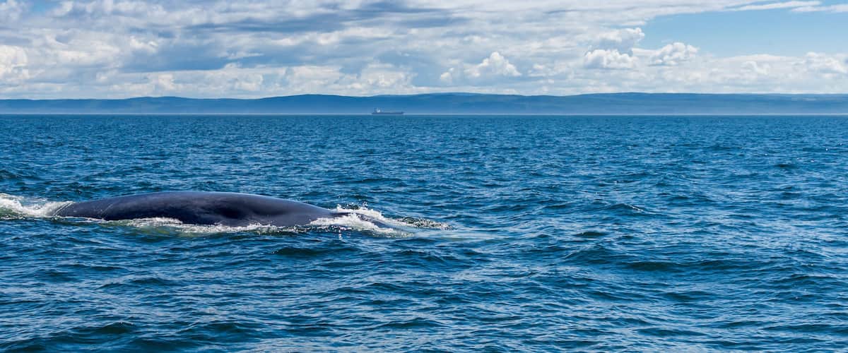 A whale breaching the ocean surface.