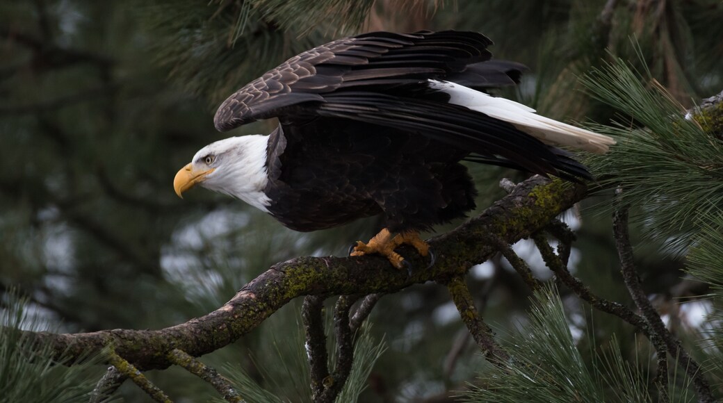 Bald Eagle at Higgen's Point