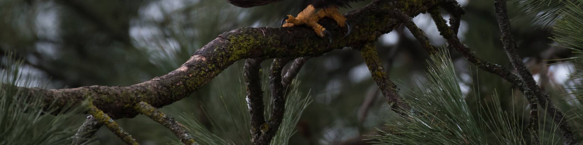 Bald Eagle at Higgen's Point