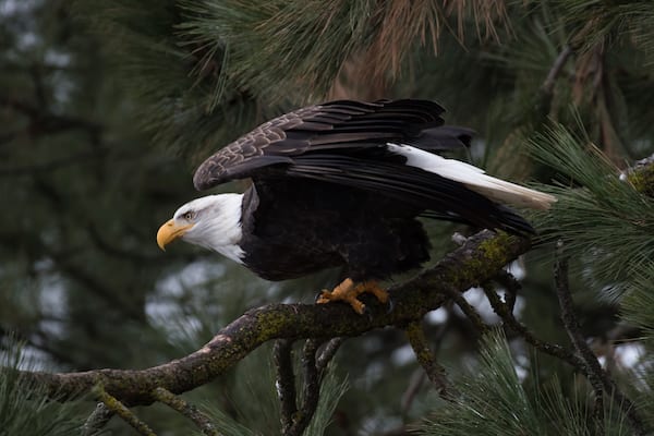 Bald Eagle at Higgen's Point
