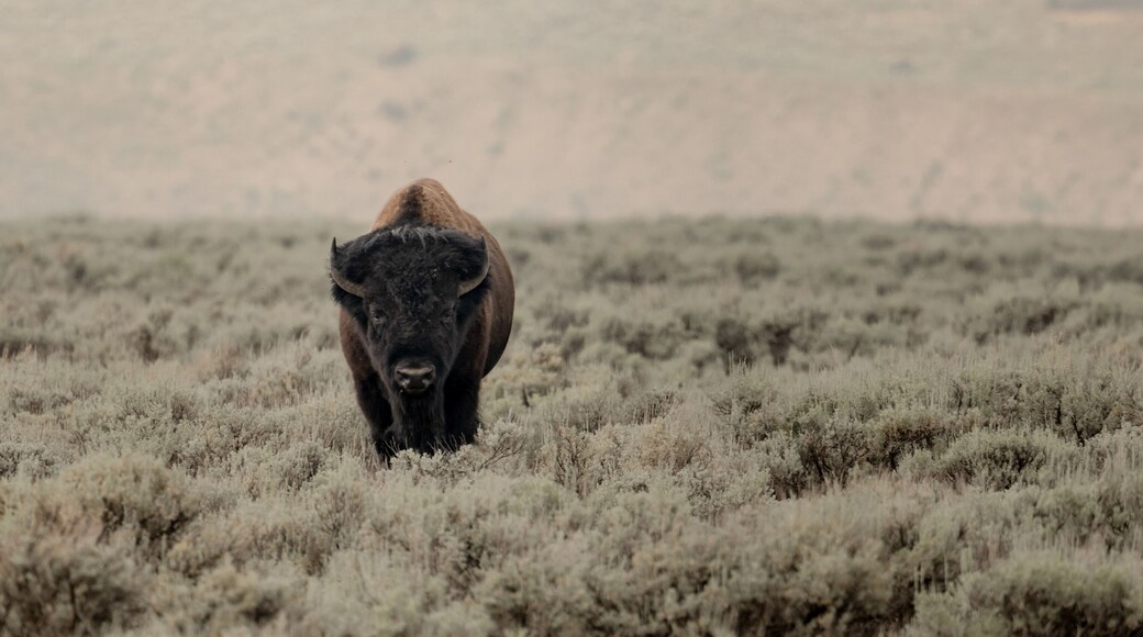 セージ・クリーク・パーク