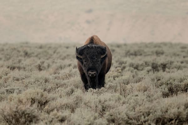 Single Bison Stands At Attention In Lamar Valley