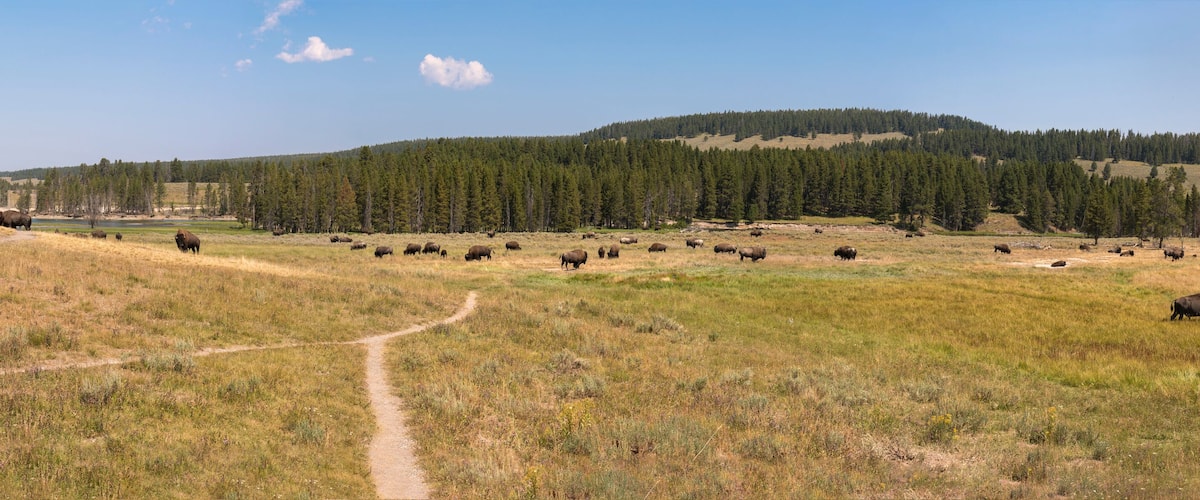 bison change the fur in Lamar Valley in Yellowstone National Park on summer in Wyoming