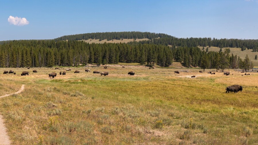bison change the fur in Lamar Valley in Yellowstone National Park on summer in Wyoming