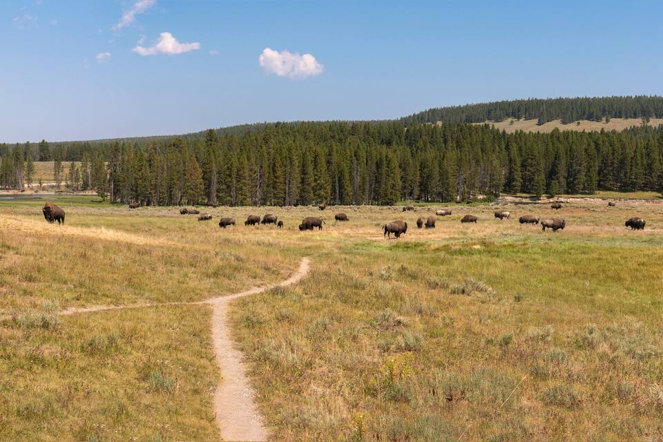 A vast prairie with a herd of bison grazing, a dirt path, and a forested hill in the background.