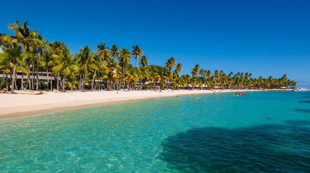 People enjoying the turquoise water of the Caribbean Sea with palm trees along the sandy shore of Caravelle Beach, Sainte-Anne, Grande-Terre; Guadeloupe, French West Indies