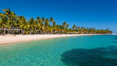 People enjoying the turquoise water of the Caribbean Sea with palm trees along the sandy shore of Caravelle Beach, Sainte-Anne, Grande-Terre; Guadeloupe, French West Indies