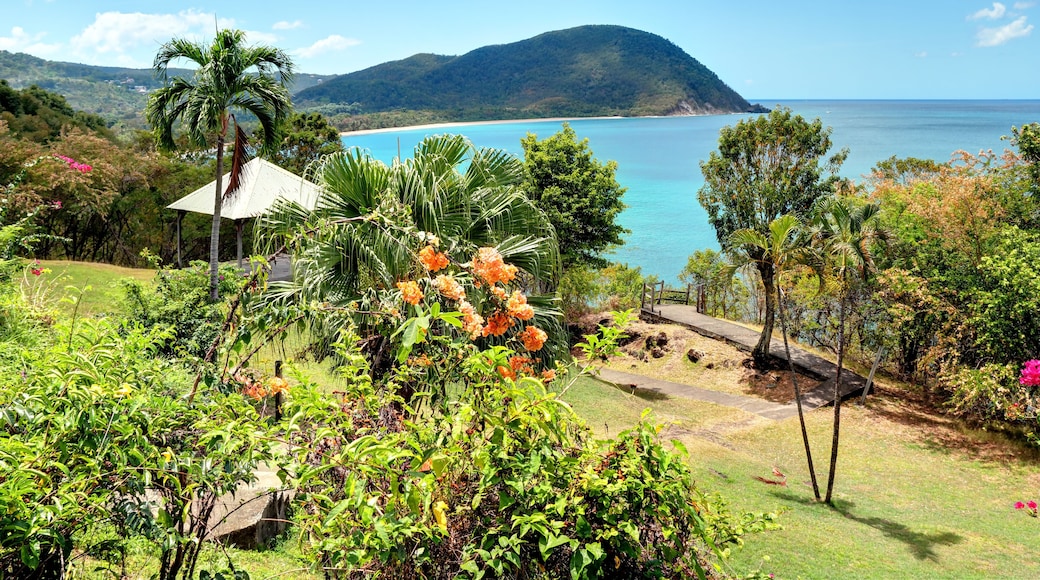Guadeloupe Deshaies sur la plage de la Grande Anse.