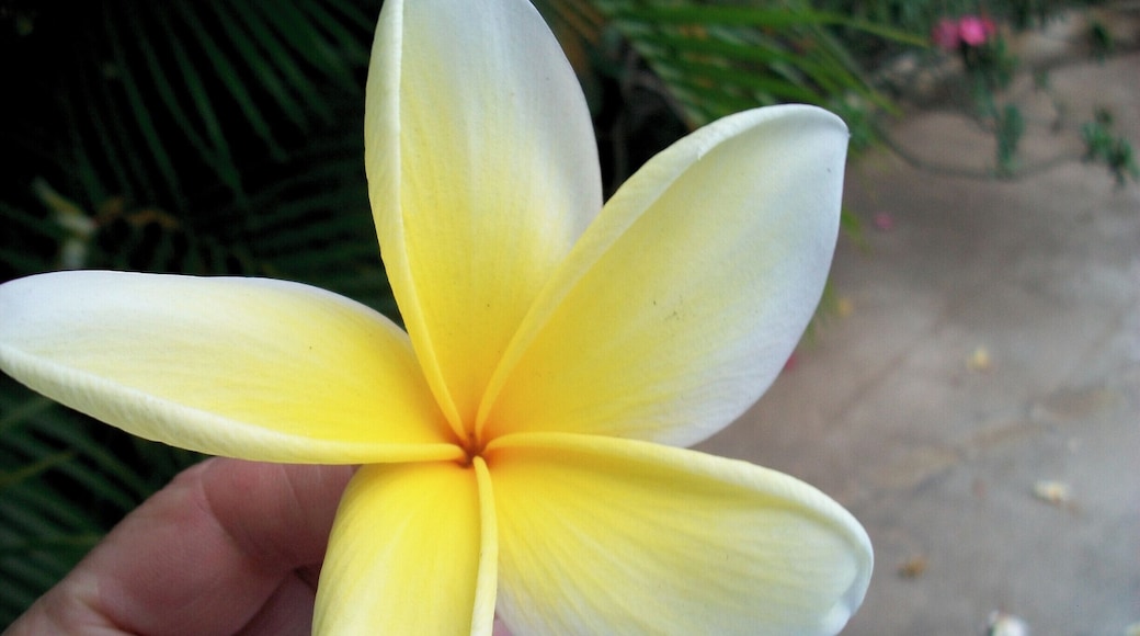 I loved the symmetrical nature of this flower. I picked this up, and In the midst of all the destruction from the earthquake beauty can be found.