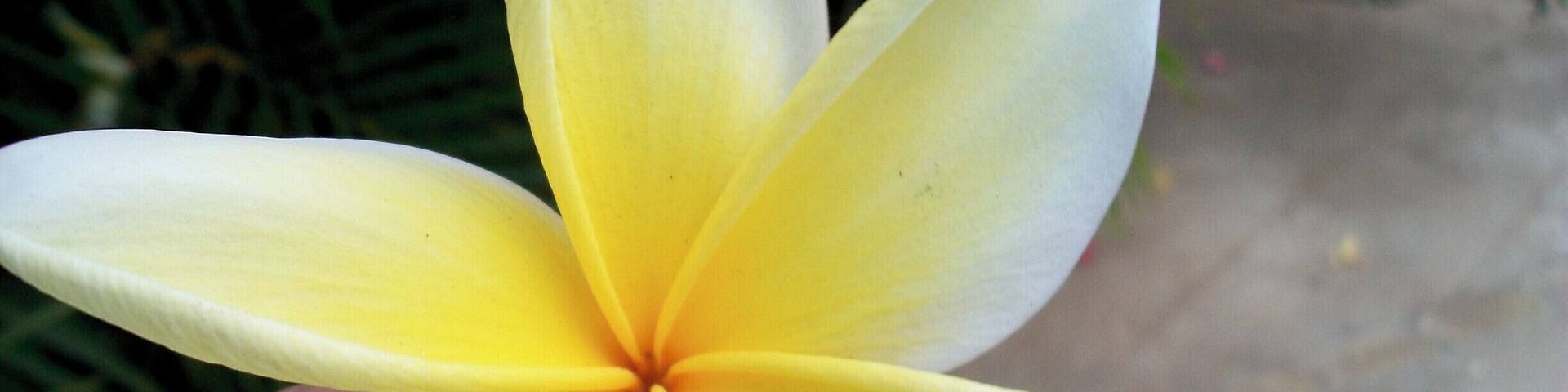 I loved the symmetrical nature of this flower. I picked this up, and In the midst of all the destruction from the earthquake beauty can be found.