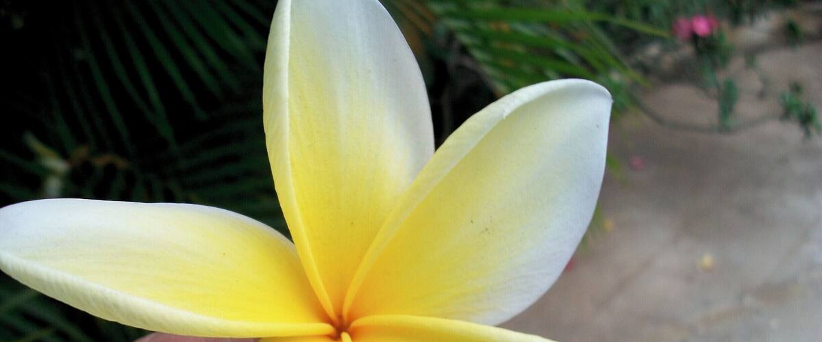 I loved the symmetrical nature of this flower. I picked this up, and In the midst of all the destruction from the earthquake beauty can be found.