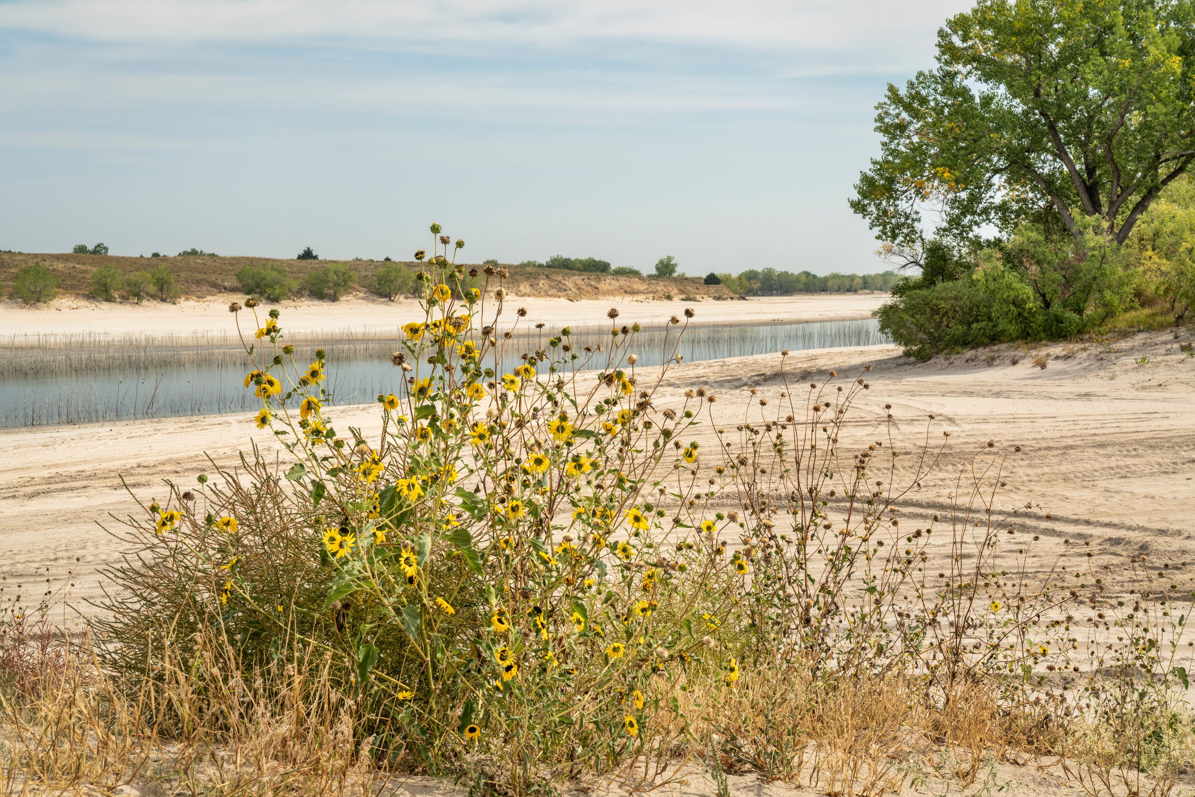 sandy beaches of Lake McConaughy, a reservoir on the North Platte River in Nebraska, early fall scenery with sunflowers