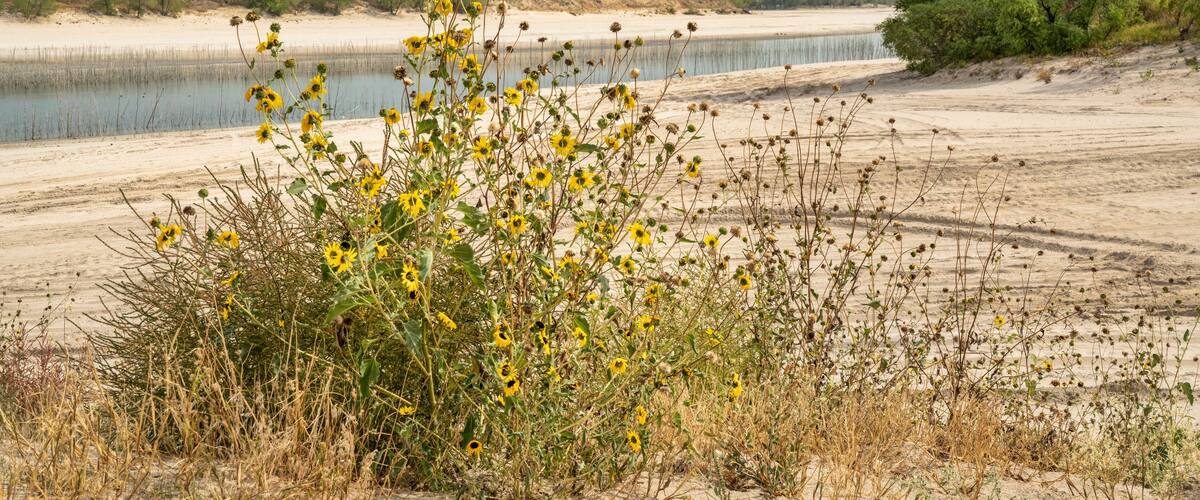 sandy beaches of Lake McConaughy, a reservoir on the North Platte River in Nebraska, early fall scenery with sunflowers