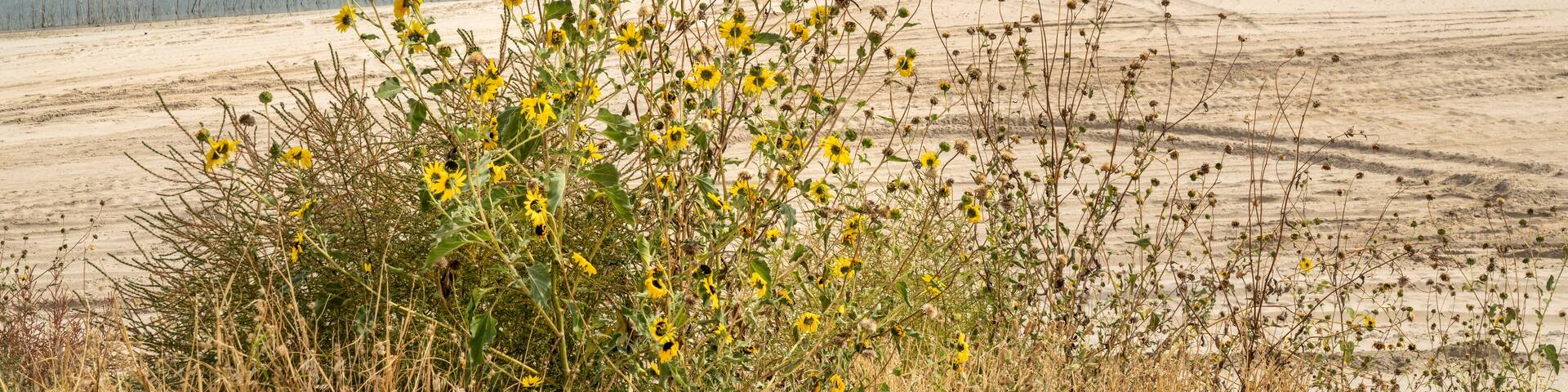 A riverbank with yellow flowers, sandy dunes, and sparse vegetation.