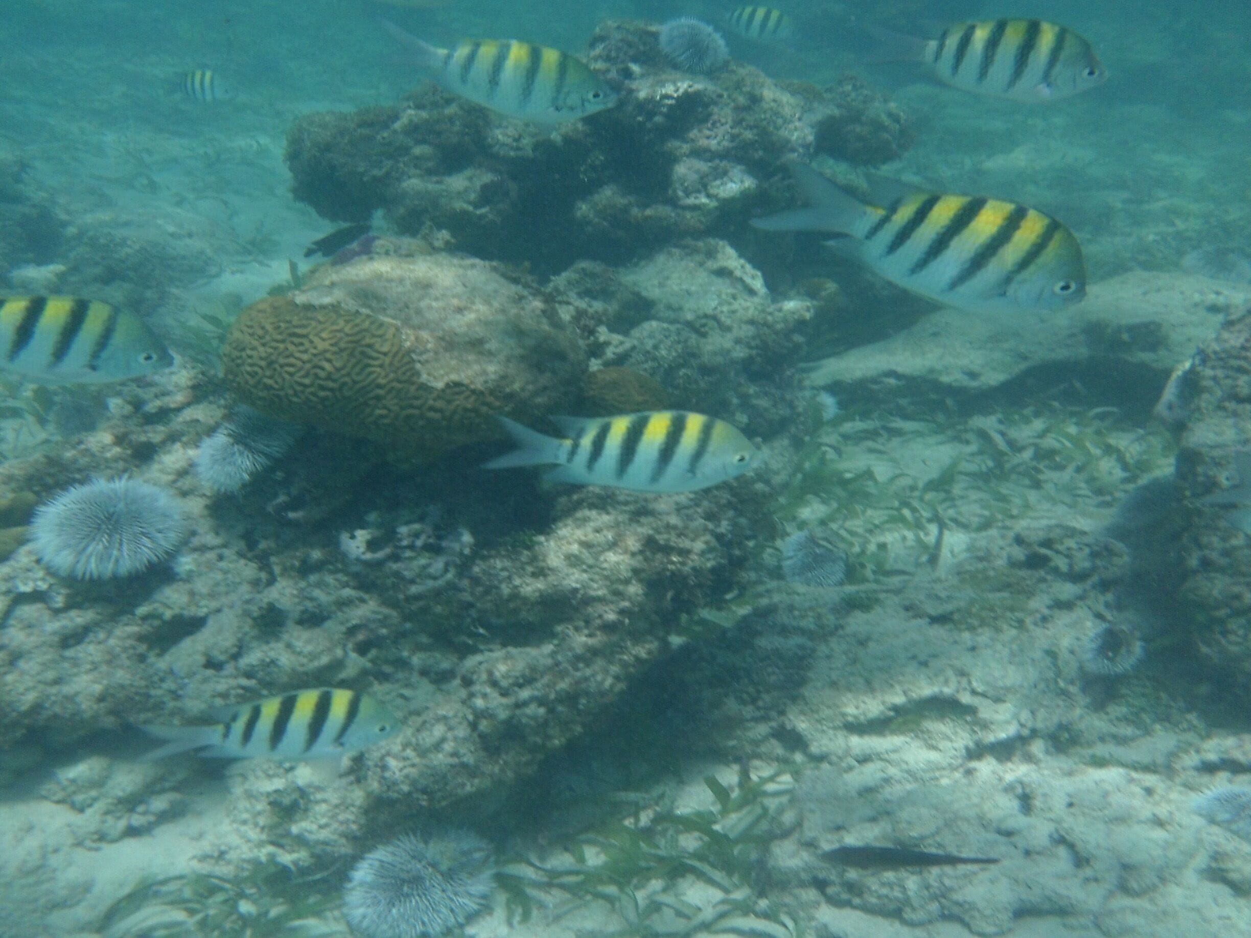 Snorkeling at the resort in Jamaica. 