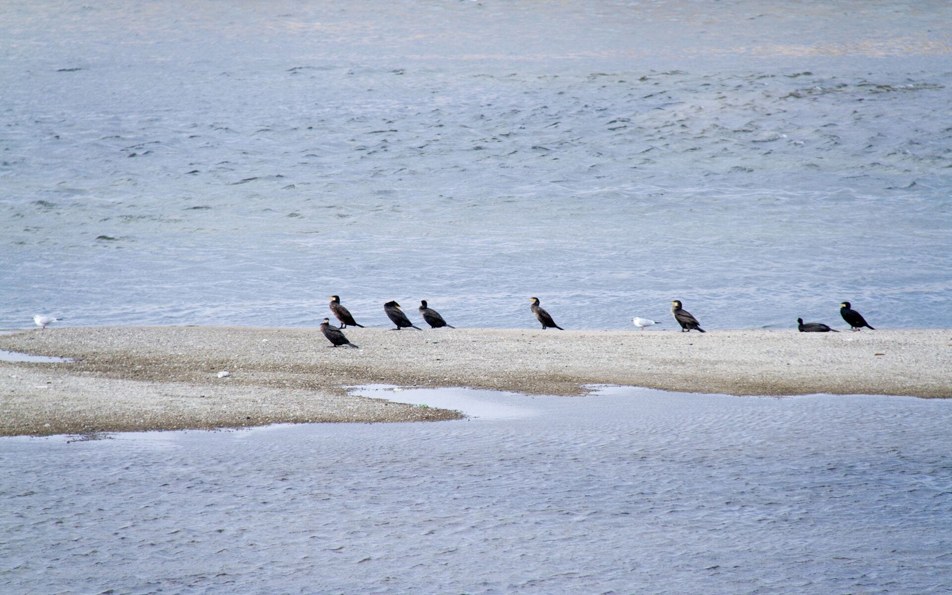 YAMATOGAWA/大和川