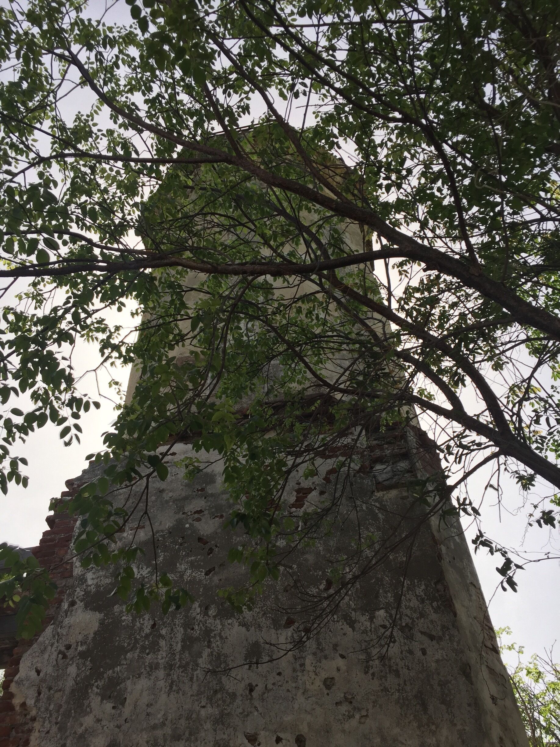 A tall, weathered stone structure with overgrown branches and leaves.