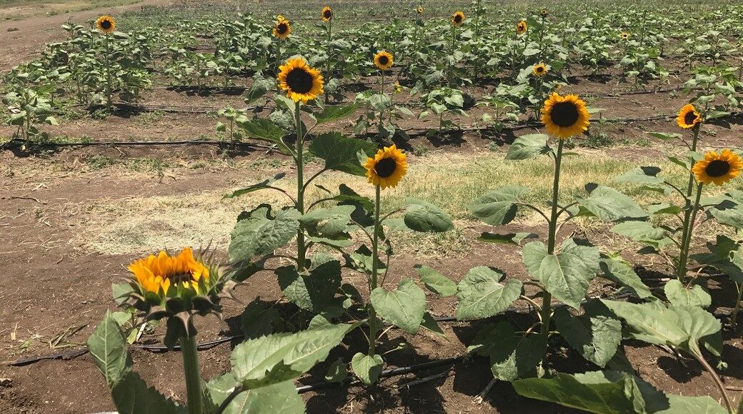 Finca "El Girasol" Guanica, Puerto Rico. ๐ป