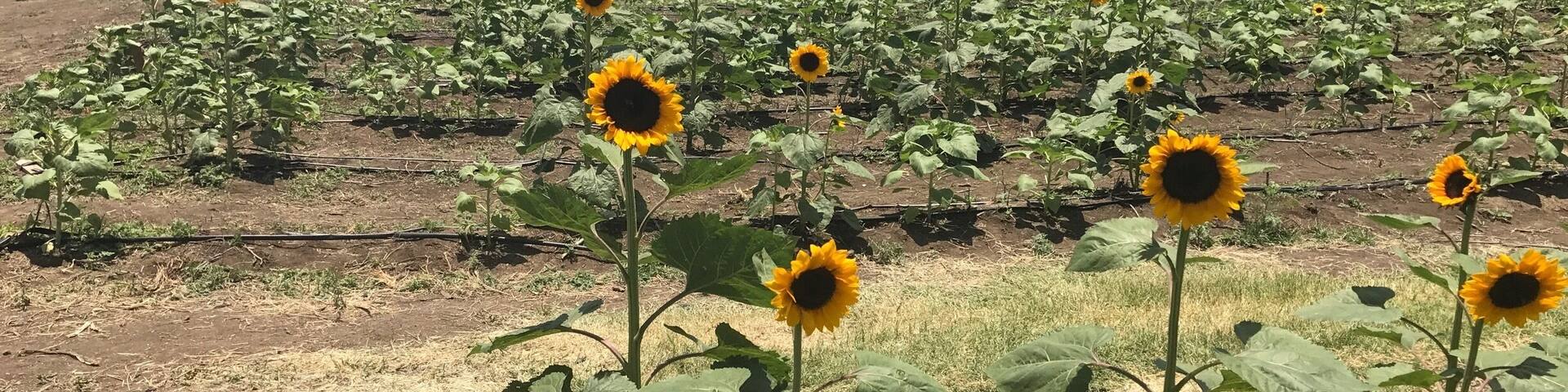 Finca "El Girasol" Guanica, Puerto Rico. đ»