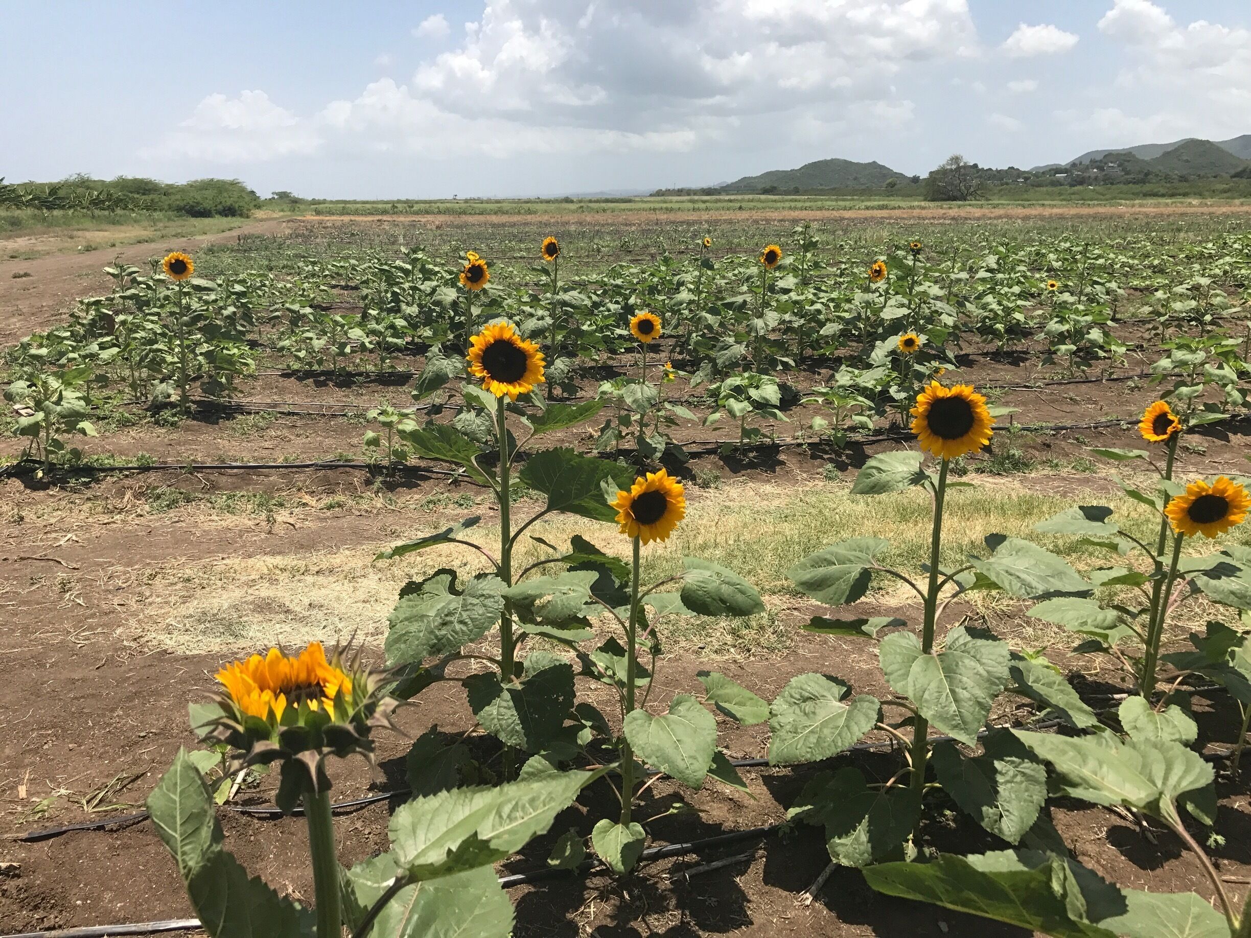 A sunflower field with a clear sky and distant hills.