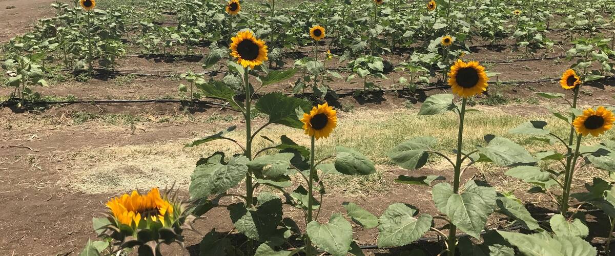 A sunflower field with a clear sky and distant hills.