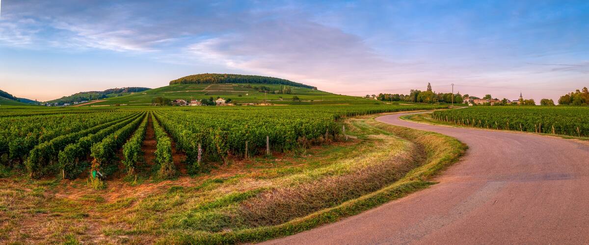 A vineyard with rows of grapevines, a winding road, and a hill with buildings in the background.