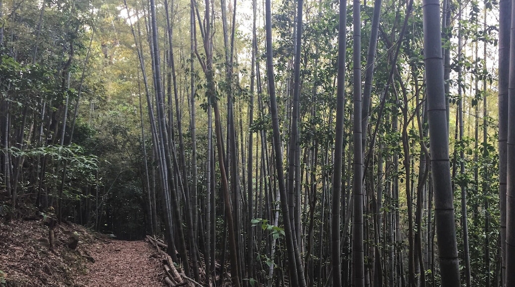 Mt Akasaki. It's about an hour hike from the town of Sasebo and overlooks the harbor entrance. The trail is surrounded by bamboo and at the top, you are greeted by a little shrine and fantastic views.