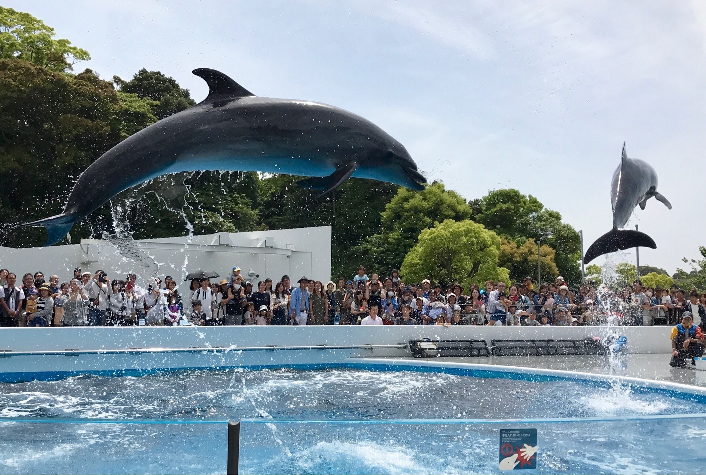 Sometimes when we stop planning for things to happen, surprises and joys come our way in more way than one! On this day in Sasebo, an accidental stop, I ended up visiting a national park, an amazing aquarium and had the best dolphin shots in recent years! So many wonders... relax and simply enjoy!