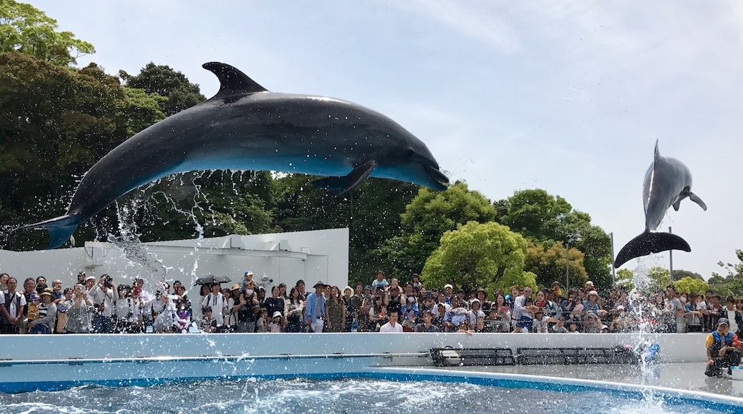 Sometimes when we stop planning for things to happen, surprises and joys come our way in more way than one! On this day in Sasebo, an accidental stop, I ended up visiting a national park, an amazing aquarium and had the best dolphin shots in recent years! So many wonders... relax and simply enjoy!