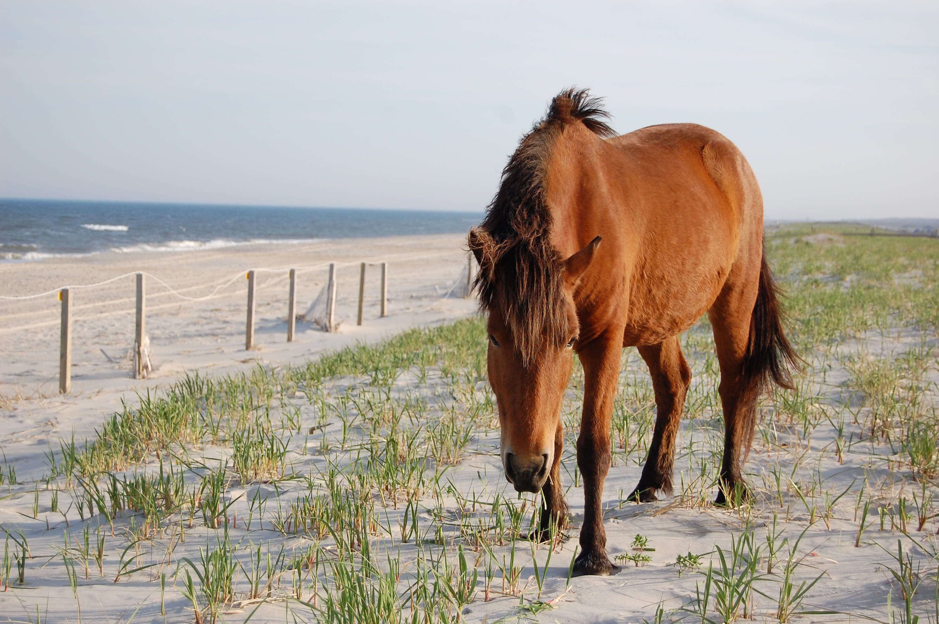 A horse grazing on a beach with sand dunes and the ocean in the background.
