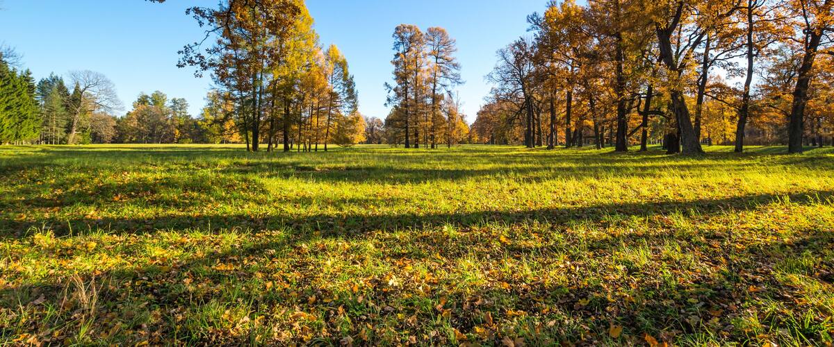View of city park in autumn