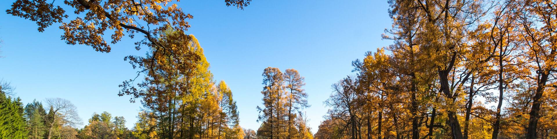 View of city park in autumn