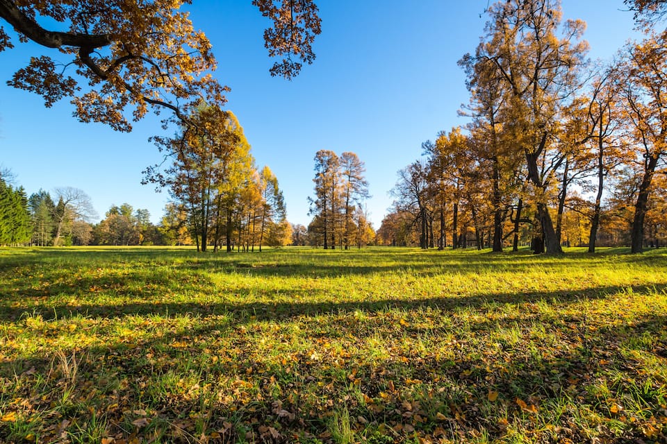 Un parco con alberi autunnali, un prato erboso e un cielo azzurro intenso.