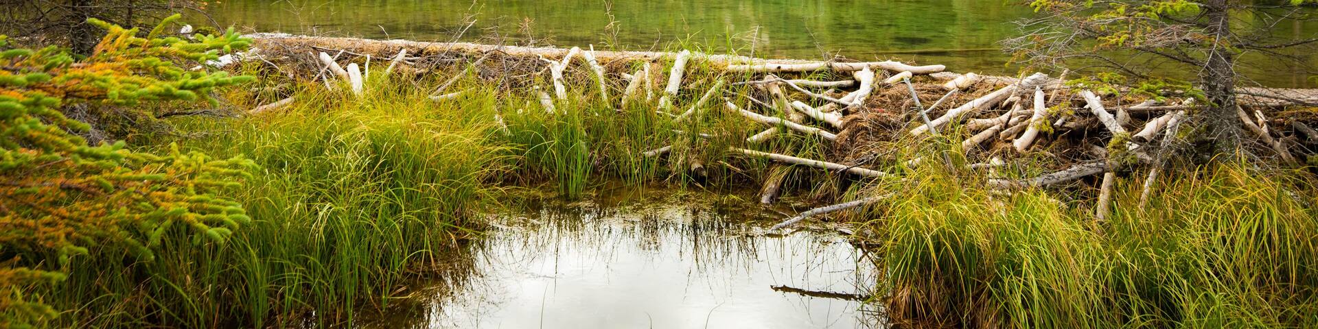 A serene lake surrounded by dense forest and a fallen tree trunk in the foreground.