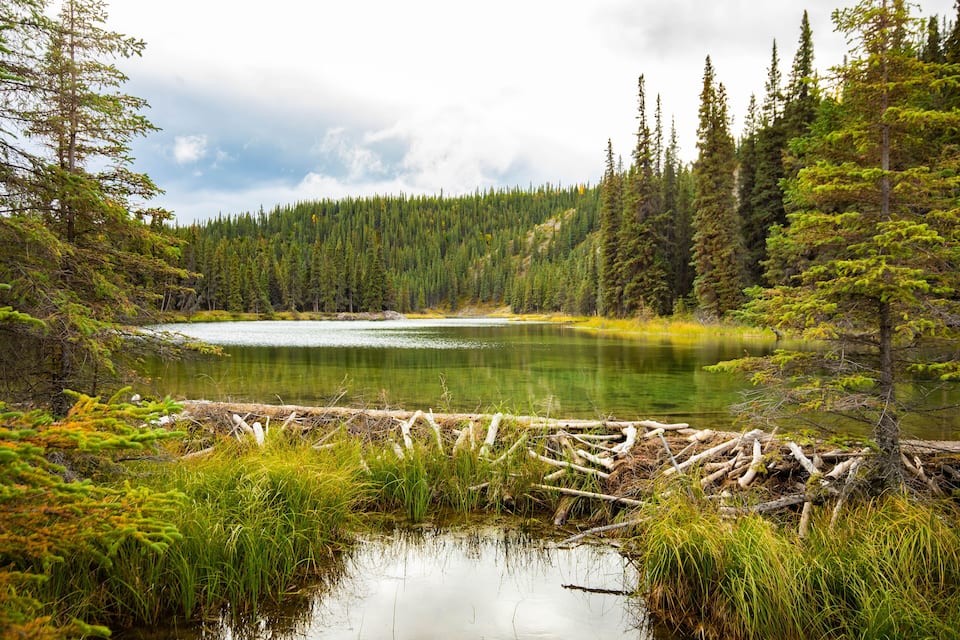 A serene lake surrounded by dense forest and a fallen tree trunk in the foreground.