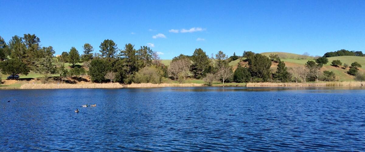 Ducks paddle happily as they squawk amongst themselves.