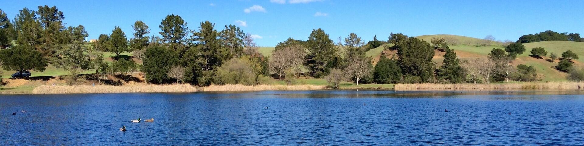 Ducks paddle happily as they squawk amongst themselves.
