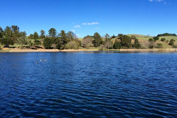 Ducks paddle happily as they squawk amongst themselves.