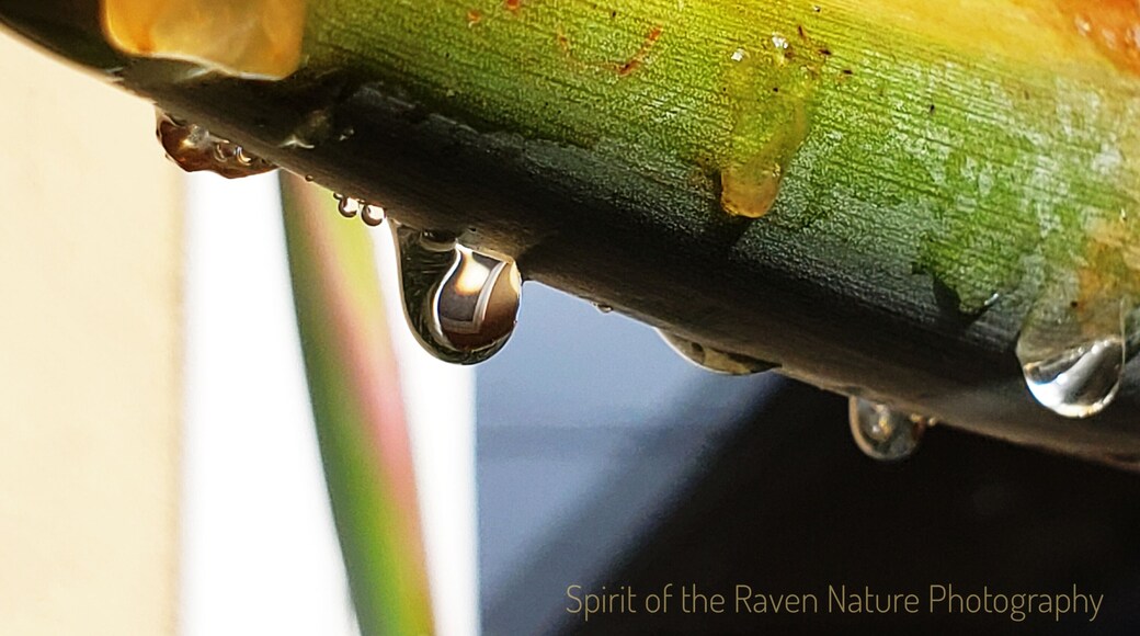 Right after the rain a close up of 'raindrops' on a 'Bird of Paradise '
#macro
#raindrops
#flowers
#flora
#garden
#nature
#colorfulplant
#urbannature
#flowergarden